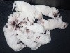  - Naissance de 8 chiots