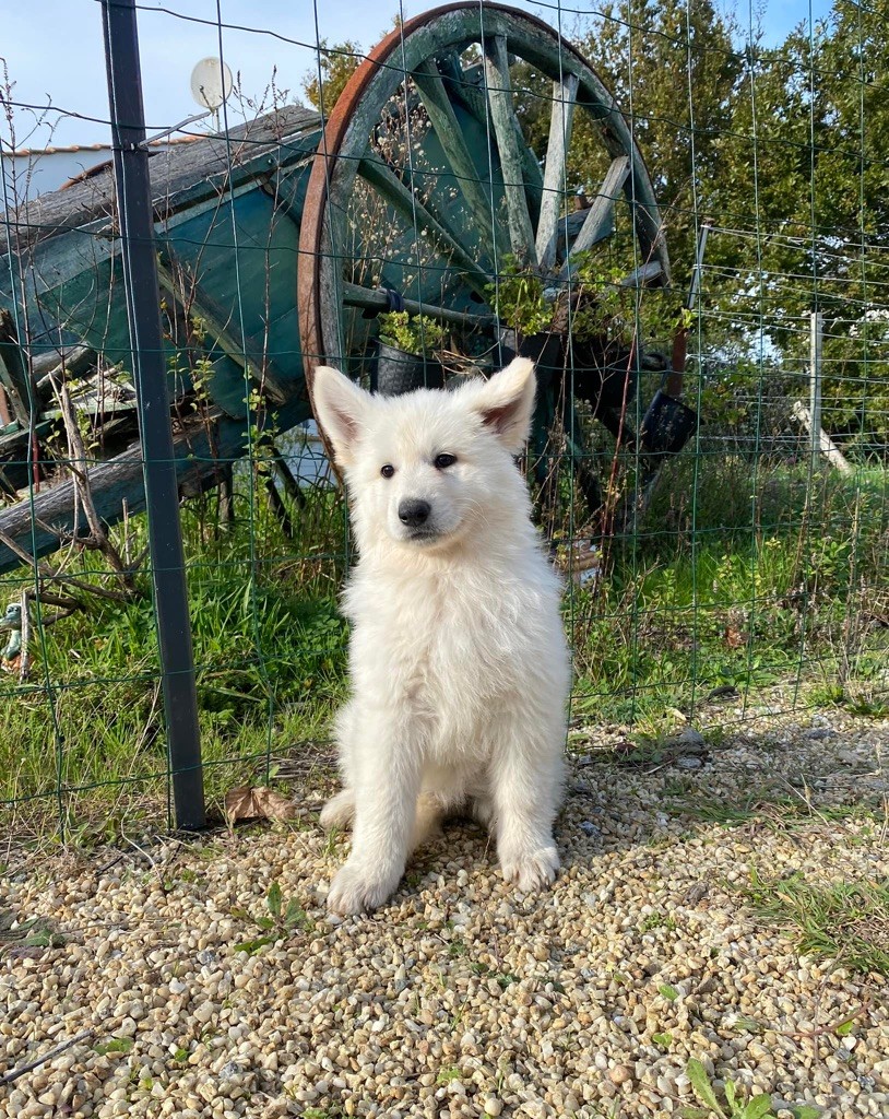 L'AS Des Loups - Chiot disponible  - Berger Blanc Suisse