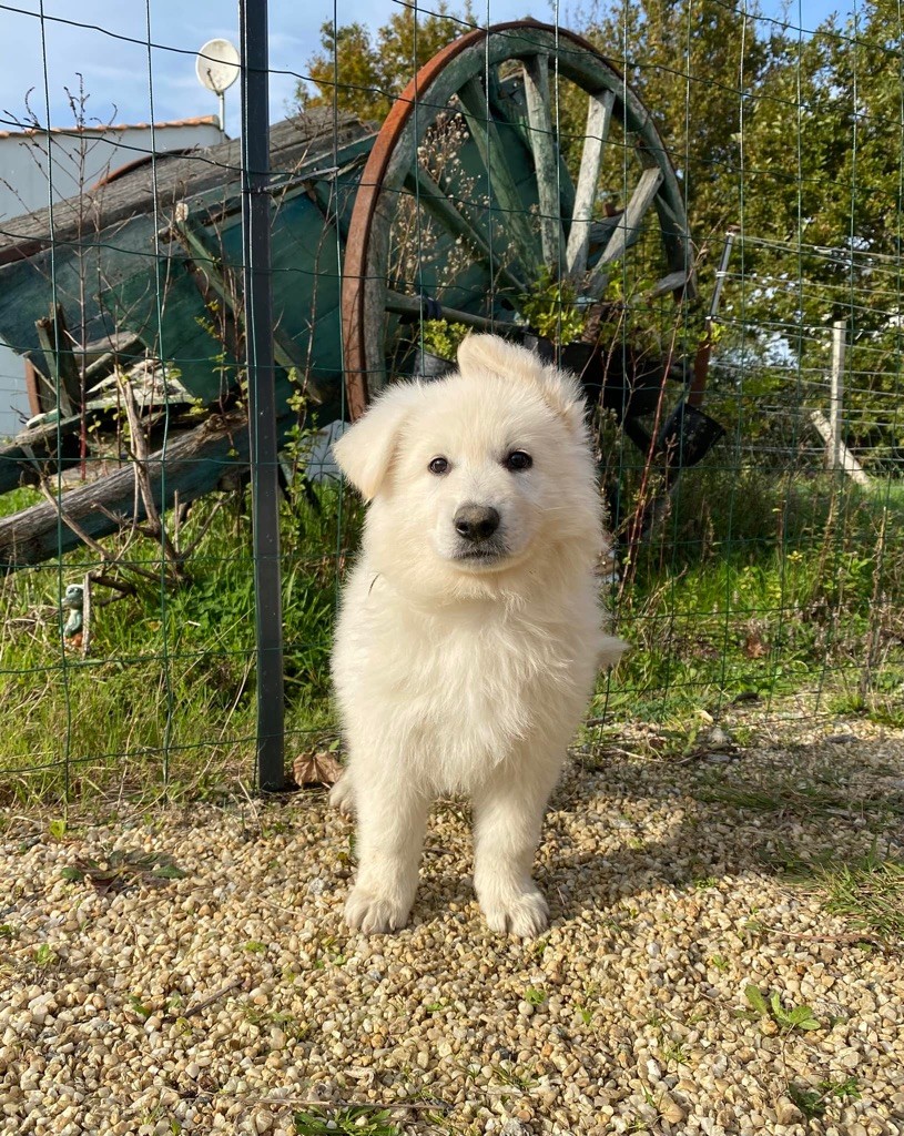 L'AS Des Loups - Chiot disponible  - Berger Blanc Suisse