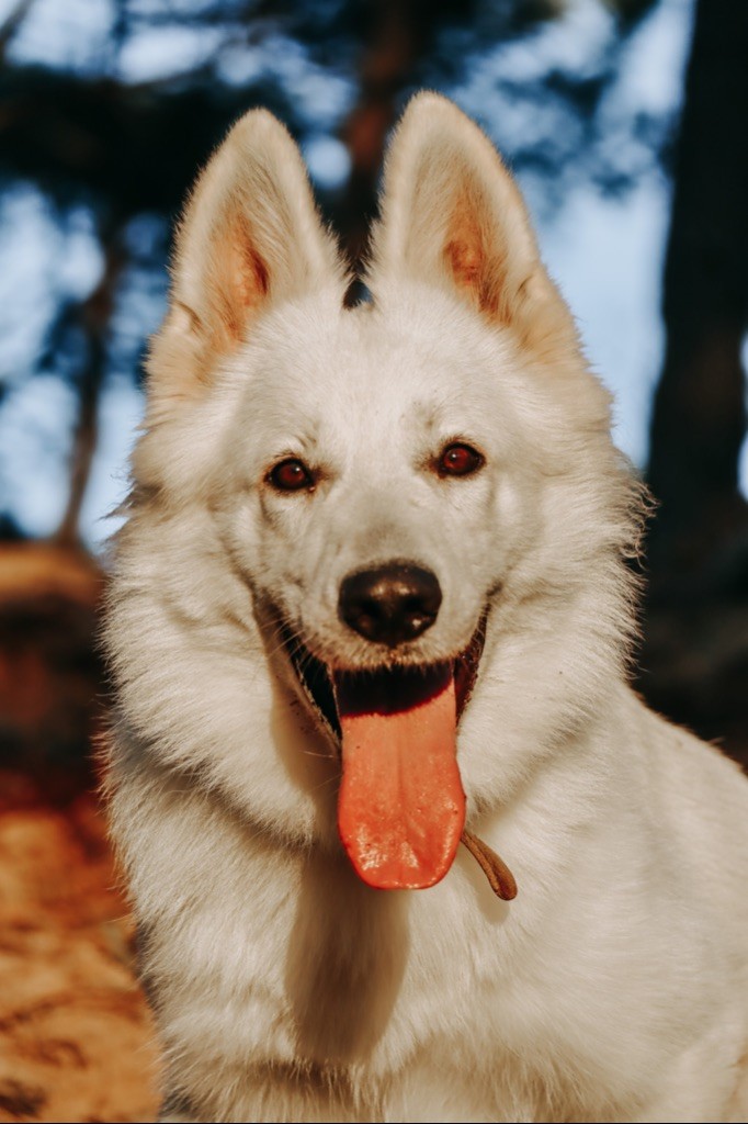Sunlight The Paradise Of The White Wolves