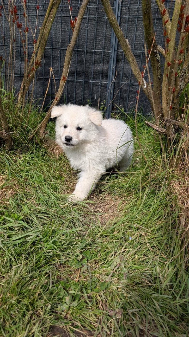 L'AS Des Loups - Chiots disponibles - Berger Blanc Suisse