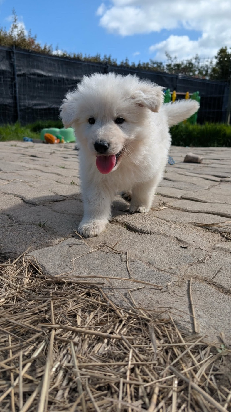 L'AS Des Loups - Chiots disponibles - Berger Blanc Suisse