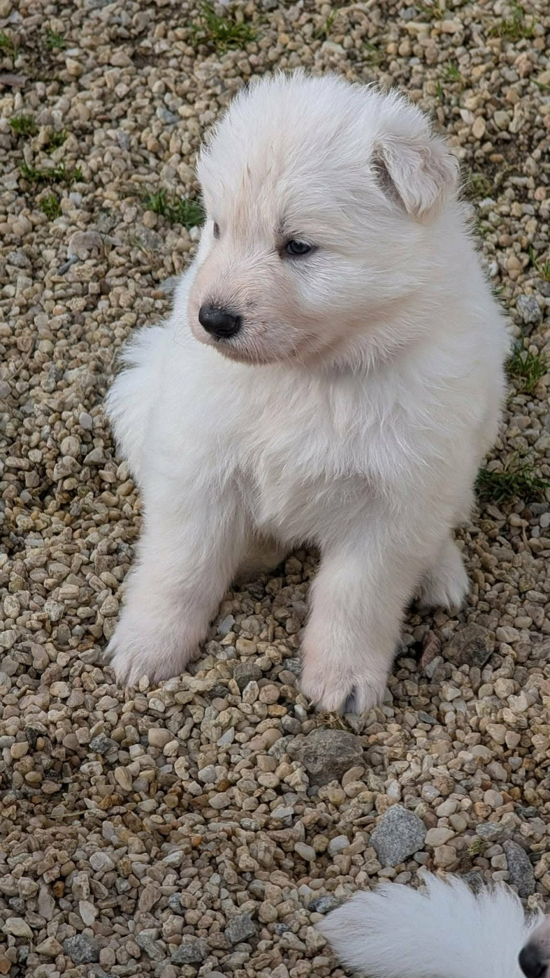 L'AS Des Loups - Chiots disponibles - Berger Blanc Suisse