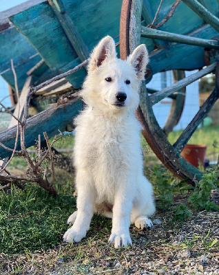 CHIOT 6